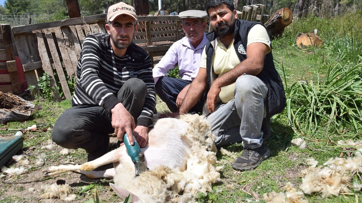 Antalya’da, koyun kırkarak ayda 60 bin lira kazanıyor