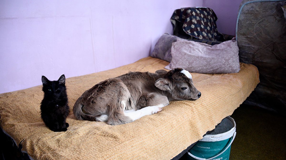 Kastamonu'da 2 buzağı ve 8 kediyi evlerinde besliyorlar
