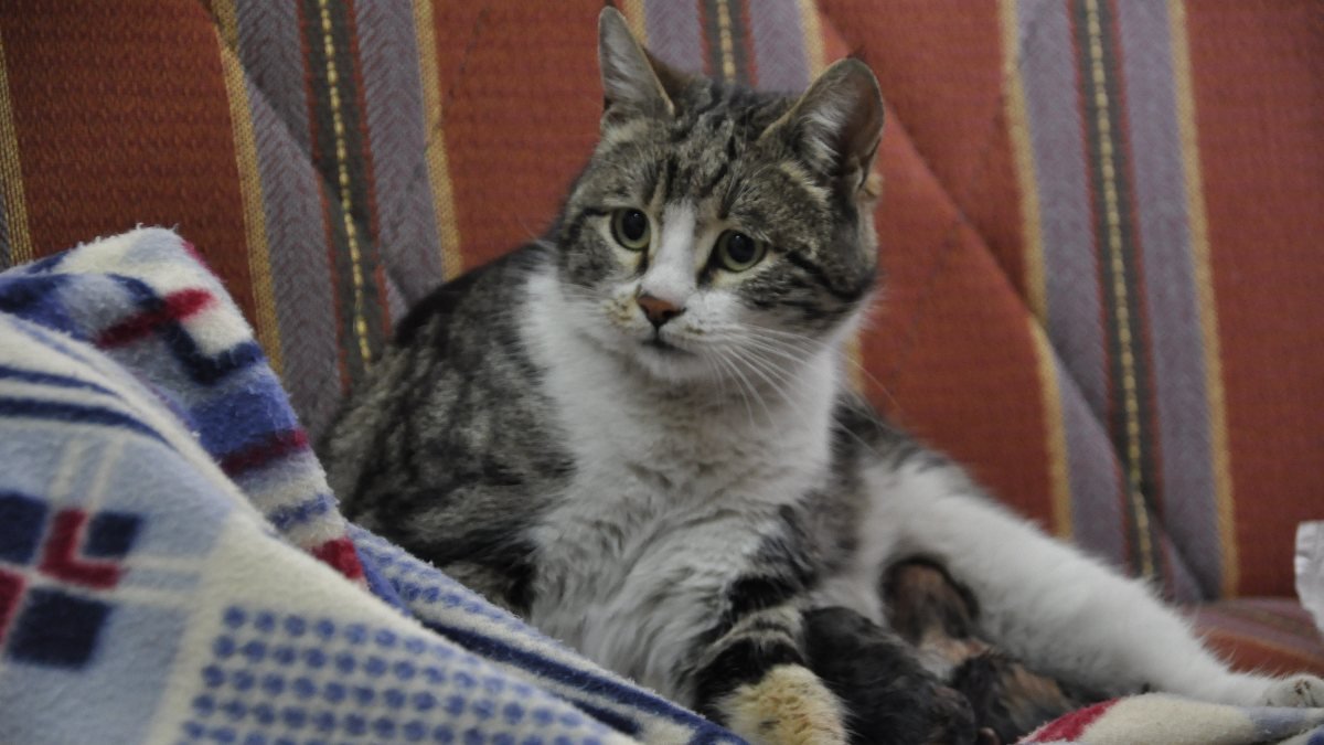 Karaman'daki kedi, doğum sancısı çekince hastane yolunu tuttu