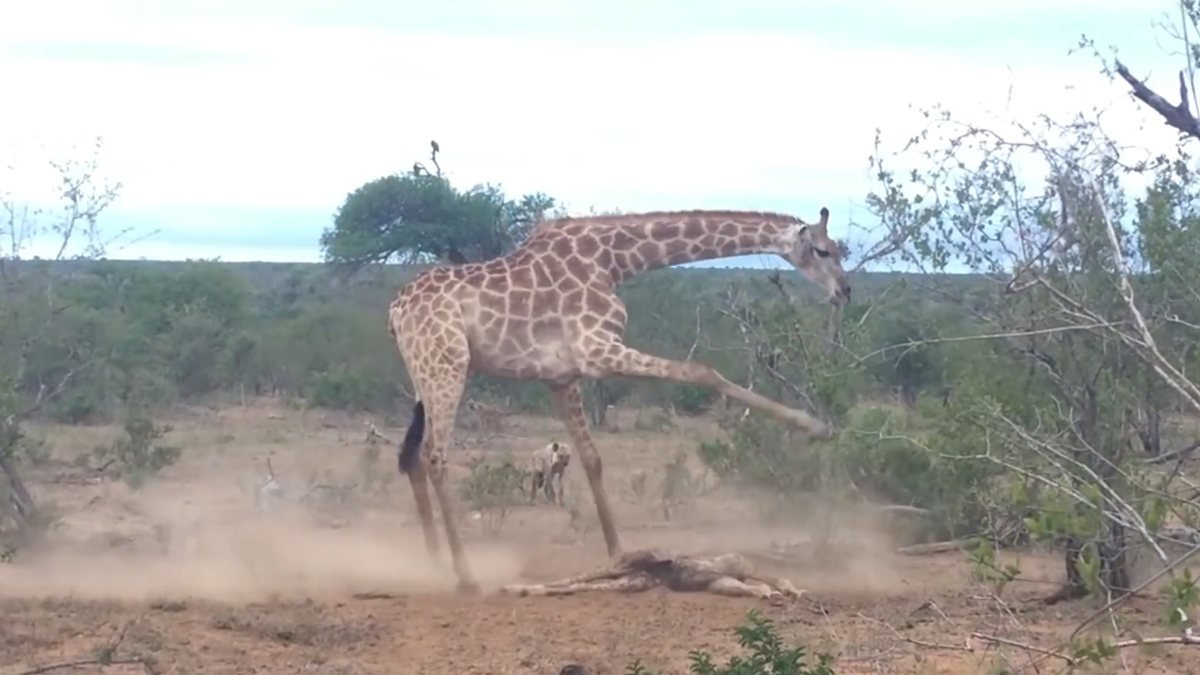 Güney Afrika’da anne zürafa, ölü yavrusu için sırtlanlara karşı koydu