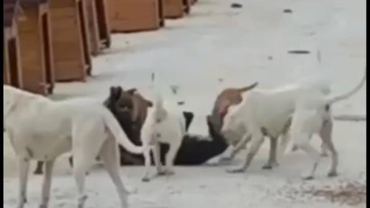 Hatay'da yasaklı ırk köpekler birbirine saldırdı