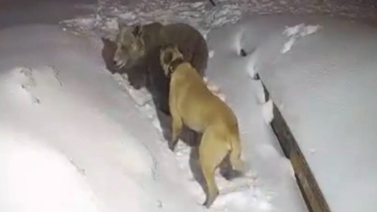 Uludağ'da köpek, sahibi için aç ayıya saldırdı