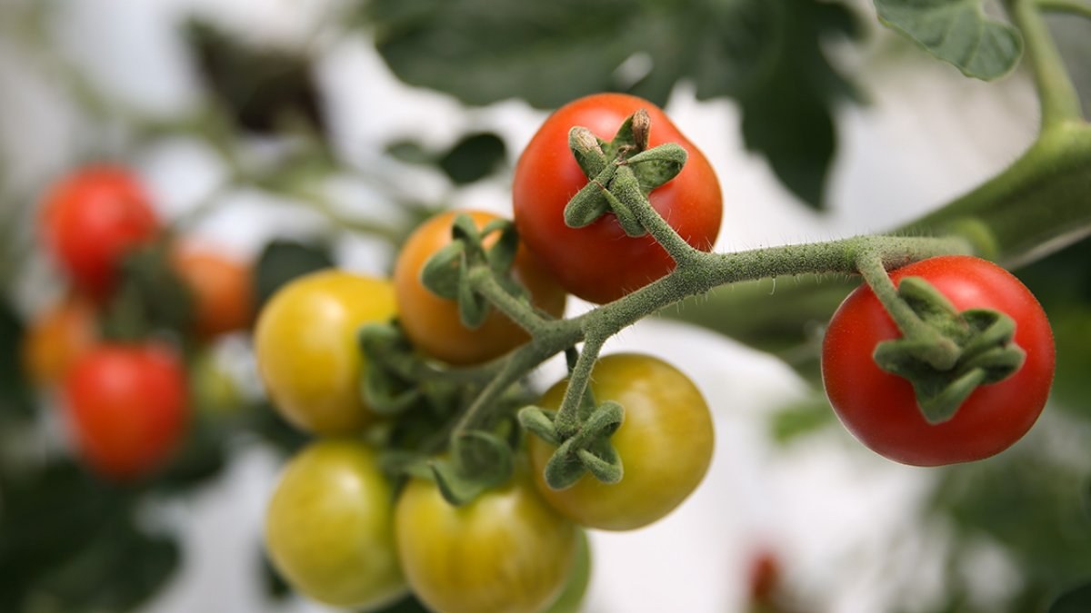 Antalya'da sebze hasadı başladı, fiyatların düşmesi bekleniyor