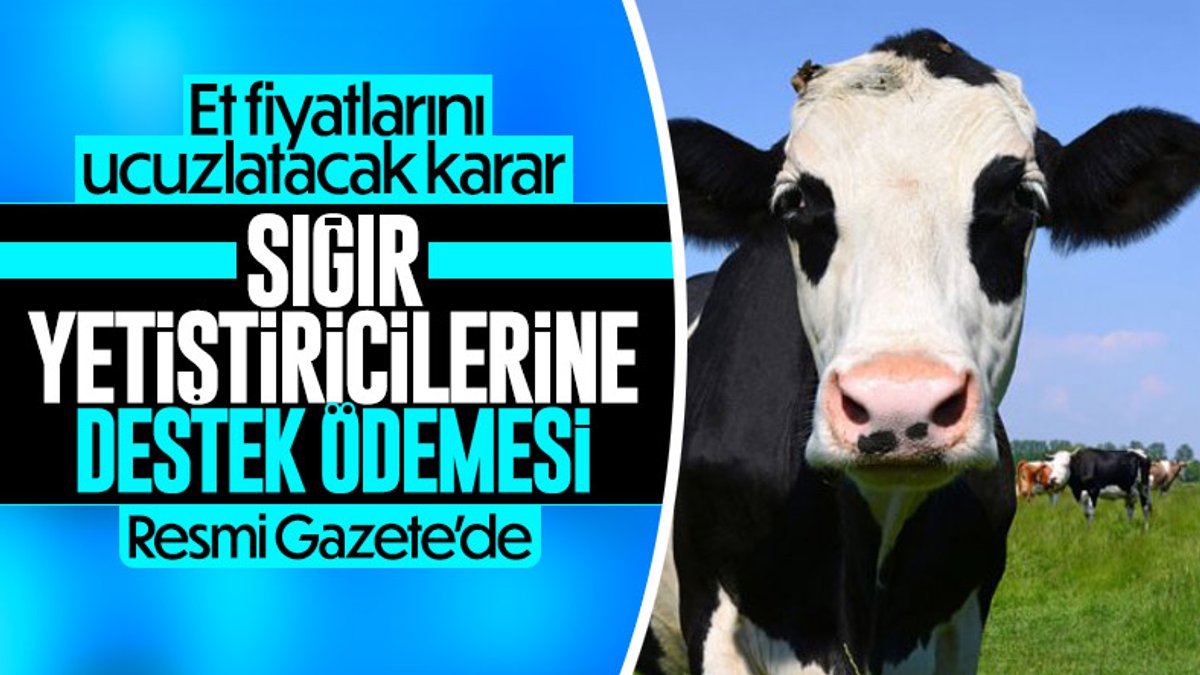 Sığır yetiştiricilerine destek ödemesi Resmi Gazete'de