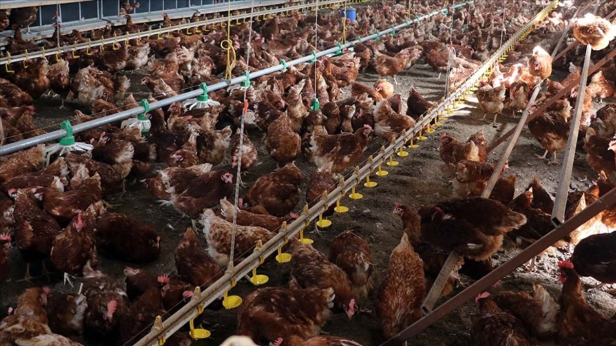Türkiye'nin tavuk eti üretimi yüzde 13,4 arttı