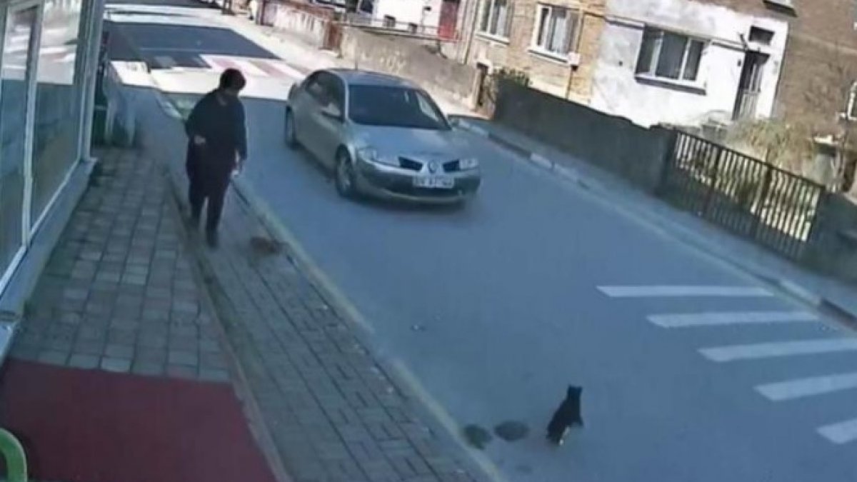 Bartın'da kediye çarpıp kaçan sürücü kameralardan tespit edildi