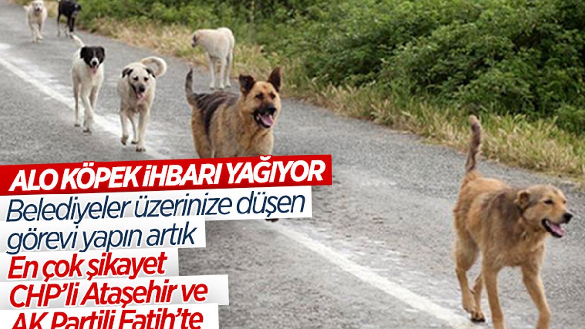 İstanbul'da başıboş köpek ihbarında artış yaşandı