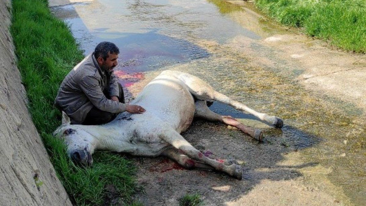 Tekirdağ'da dere yatağına düşen at kepçe ile kurtarıldı