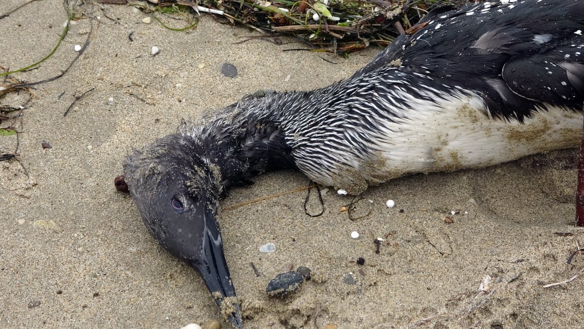 Sinop'taki kara gerdanlı kuşu kıyıya vurdu