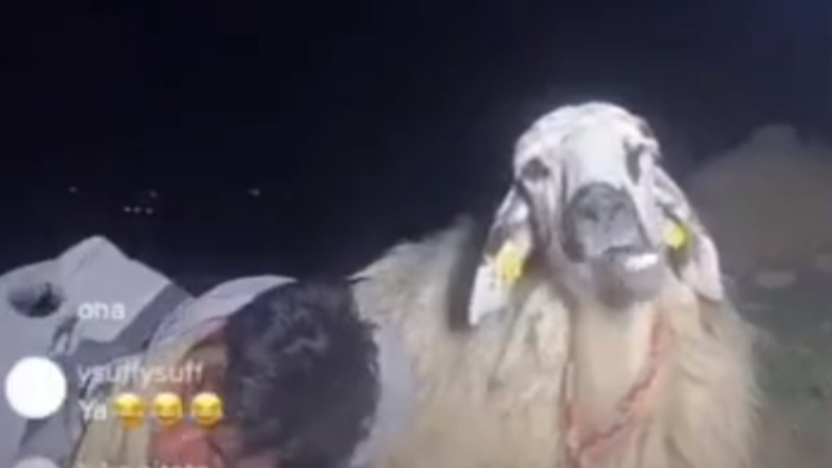 TikTok'ta canlı yayın yapan koyunu 12 bin kişi izledi
