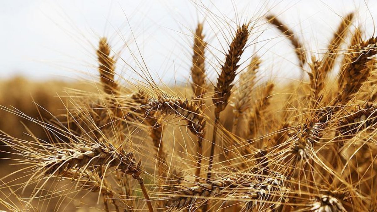Hindistan: Daha fazla buğday arzına hazırız