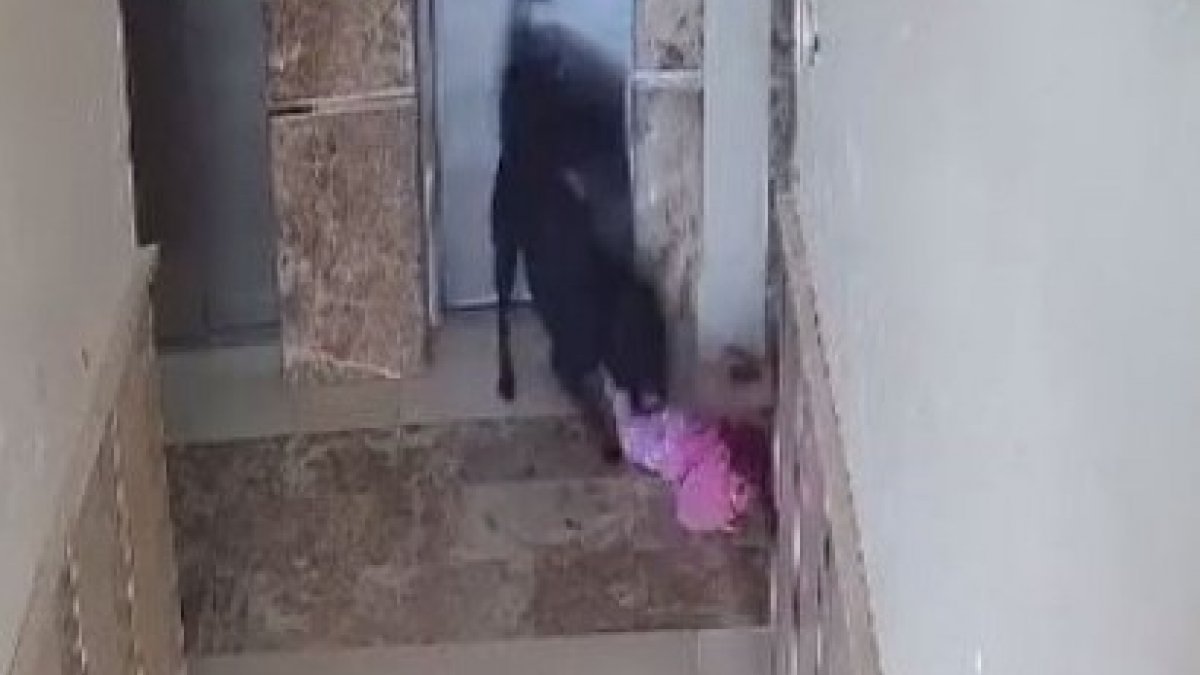 Şırnak'ta apartmana giren köpek çocuğa saldırdı
