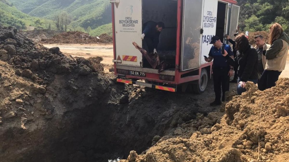 Ordu’da 2 ton kaçak et gömülerek imha edildi