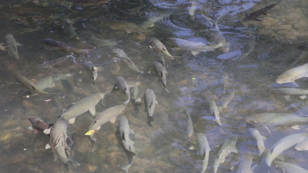 Balıklıgöl'de ölümler arttı, balıklar azaldı