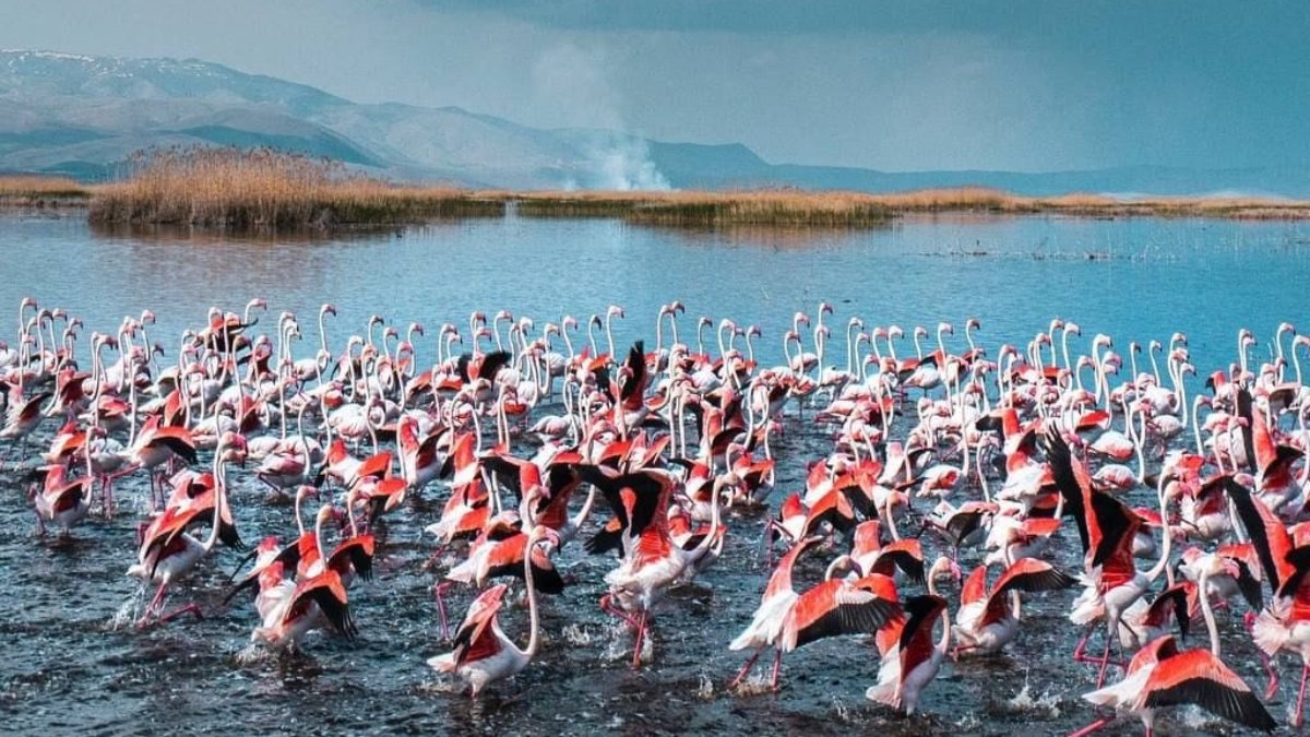 Afyonkarahisar'daki flamingolar, güzelliklerine hayran bıraktı