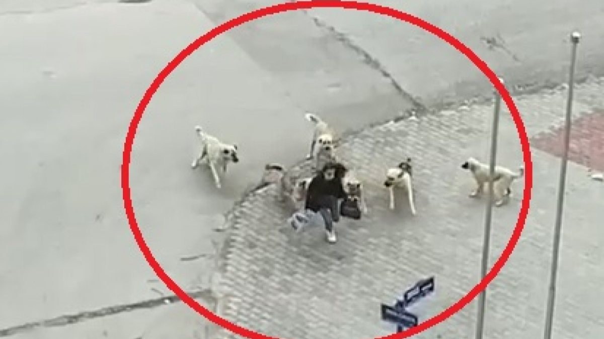 Ankara’daki mahallede 1 ayda 11 köpek saldırısı