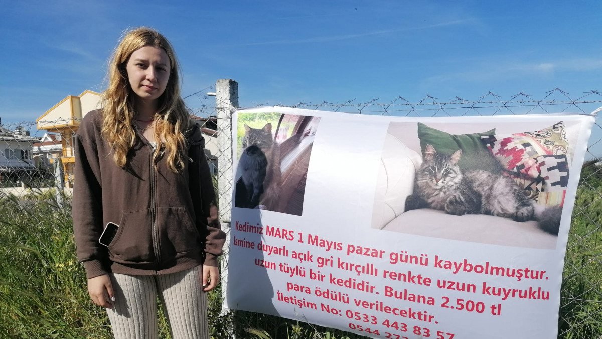 Silivri’de kaybolan kedisini bulana 10 bin lira verecek