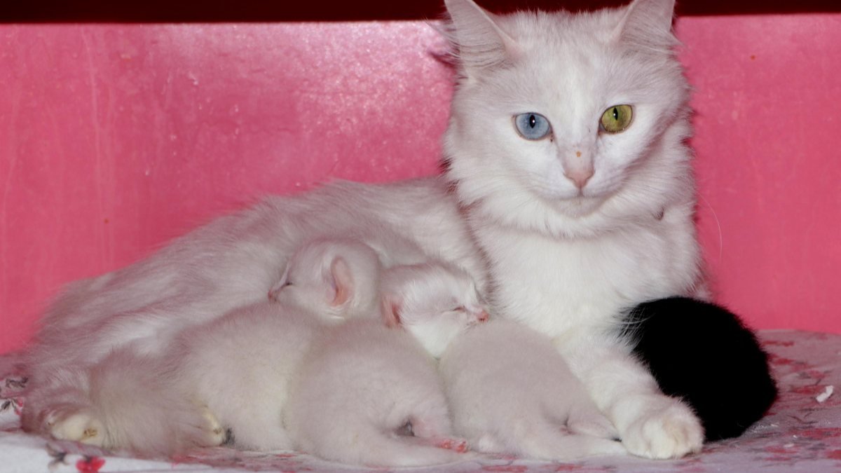 Van Kedisi Villası'nda, 100 yavru dünyaya geldi