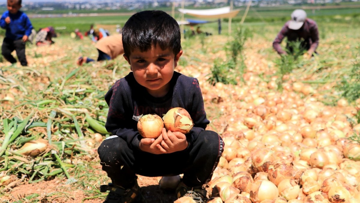 Adana’da soğan fiyatıyla çiftçinin yüzünü güldürüyor