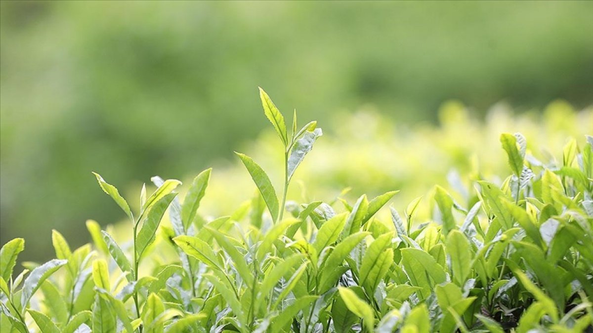 Rize'nin 4 aylık çay ihracatı 2,8 milyon dolar