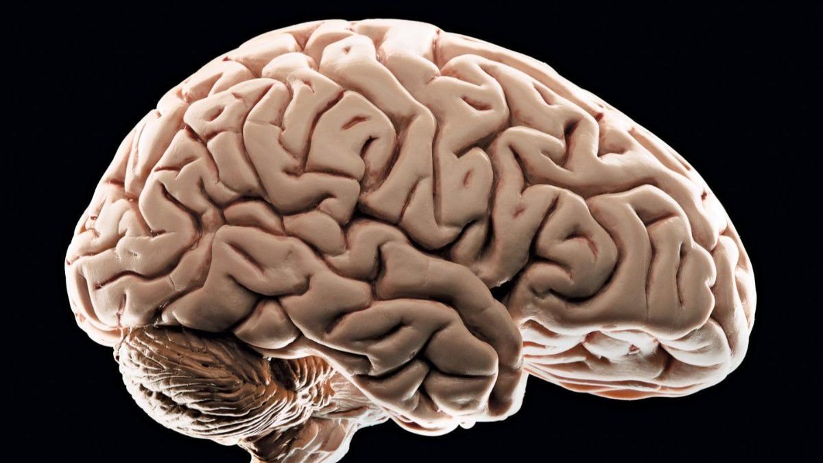İnsan beynine yolculuk kitabı: Beyin Daha Fazlasını İster