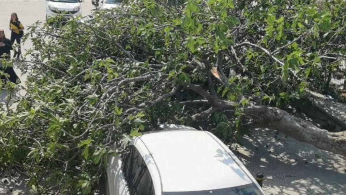 Bursa'da lodos yüzünden devrilen ağaç, bir kadını yaraladı