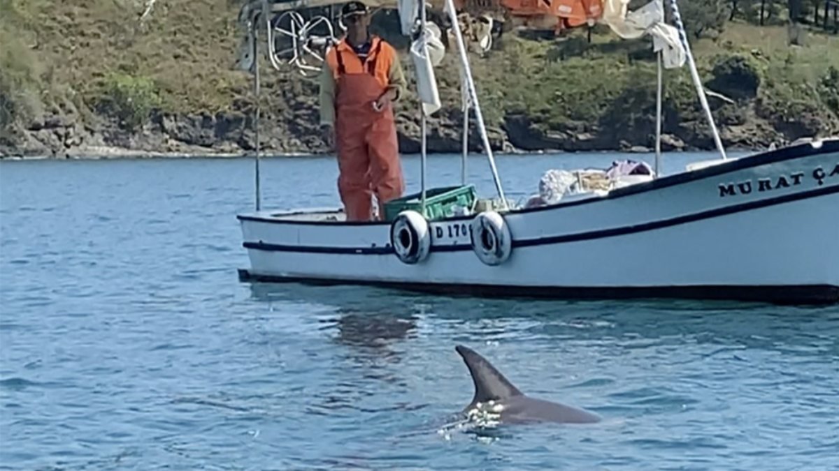 Sinop'ta balıkçı, tekneye yanaşan yunusu besledi