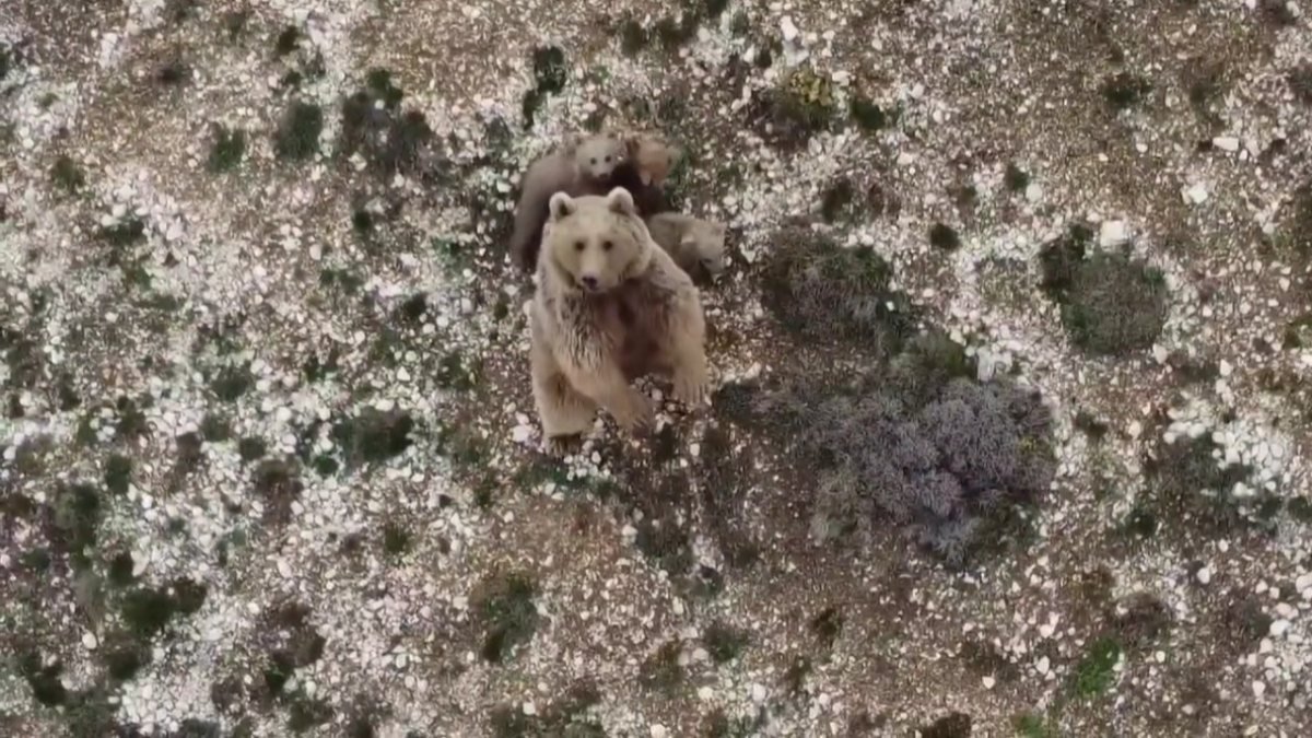 Erzincan'da köye inen ayıları drone ile uzaklaştırdı