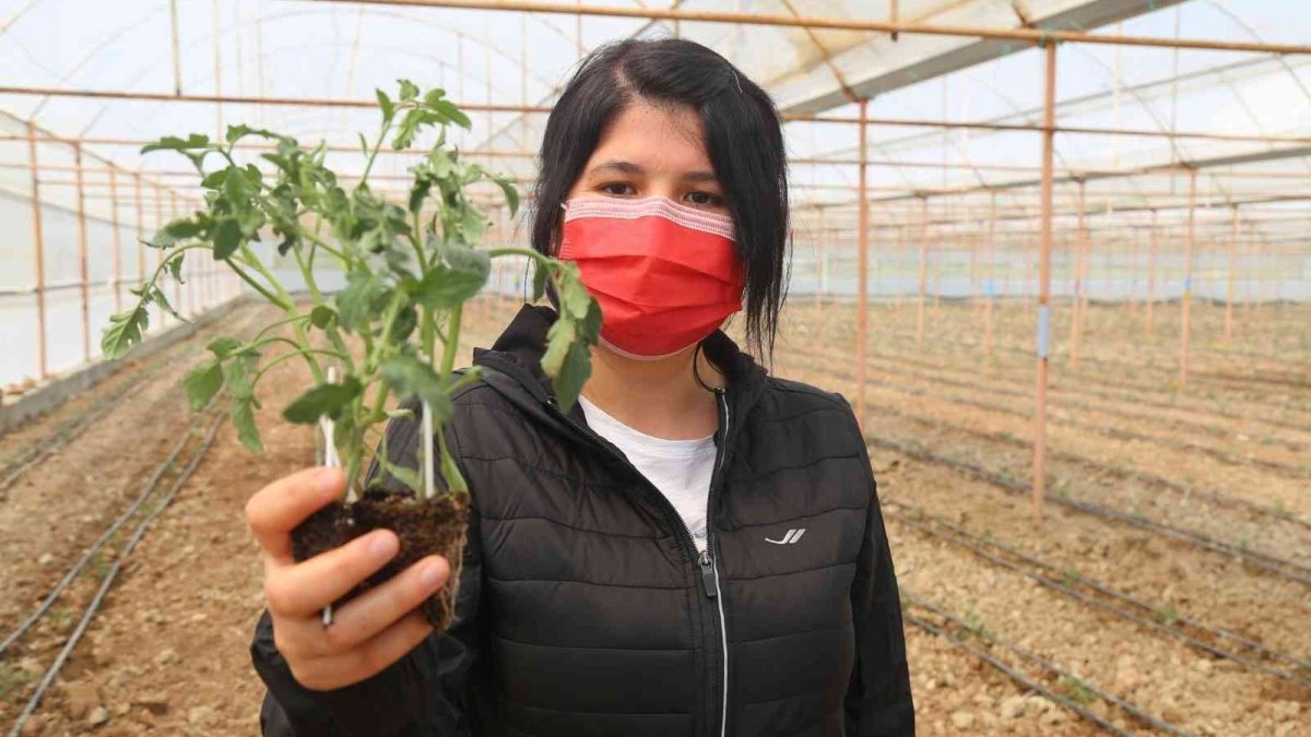 Denizli'de 8 milyon domates fidesi toprağa ekiliyor