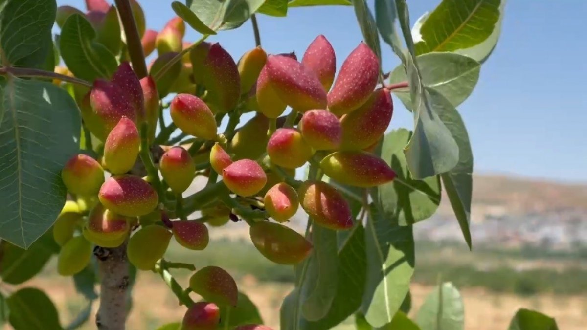 Şanlıurfa’da ekili arazilerin zararı, tarım sigortasının önemini ortaya koydu