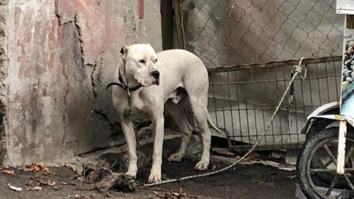 Sinop'ta yasaklı ırk köpek, direğe bağlanıp terk edildi