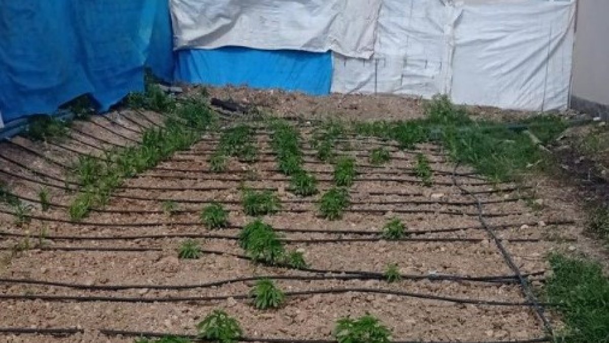 Kahramanmaraş'ta bir kişi evinin bahçesini kenevir tarlasına çevirdi