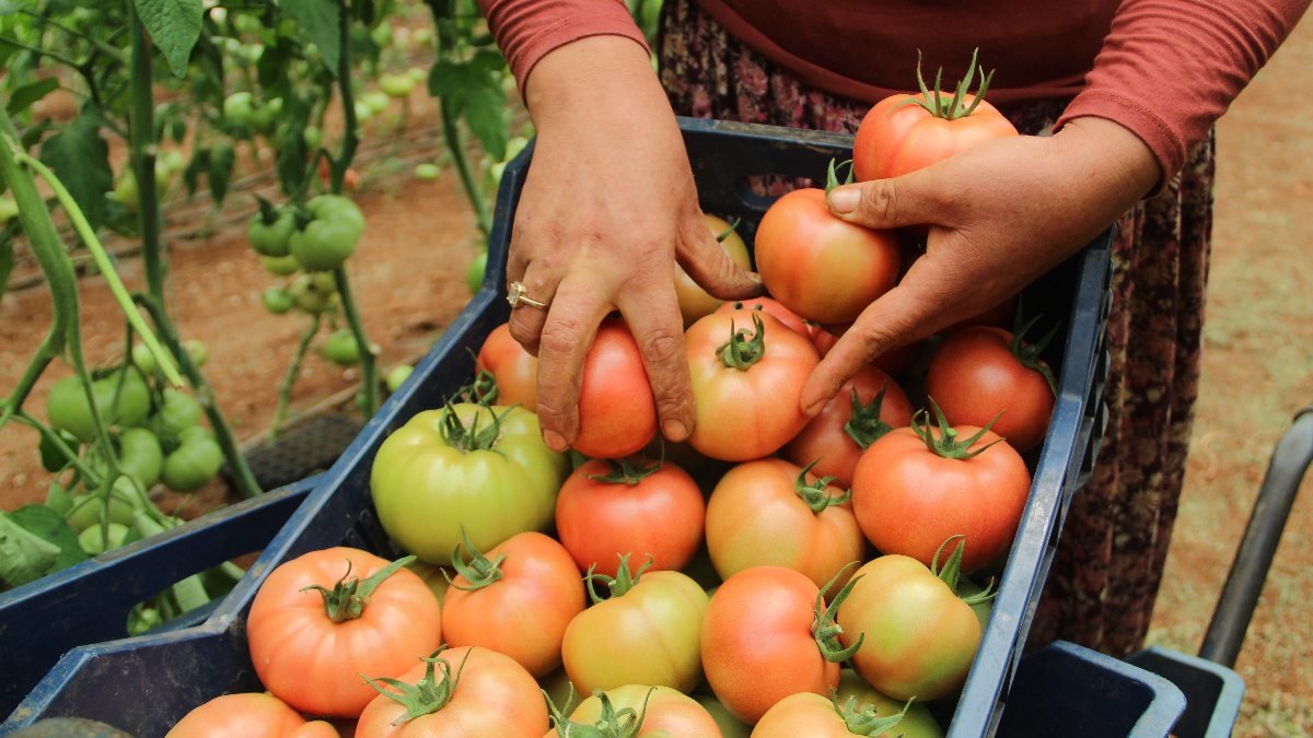 Antalya'daki seralarda domates hasadı başladı