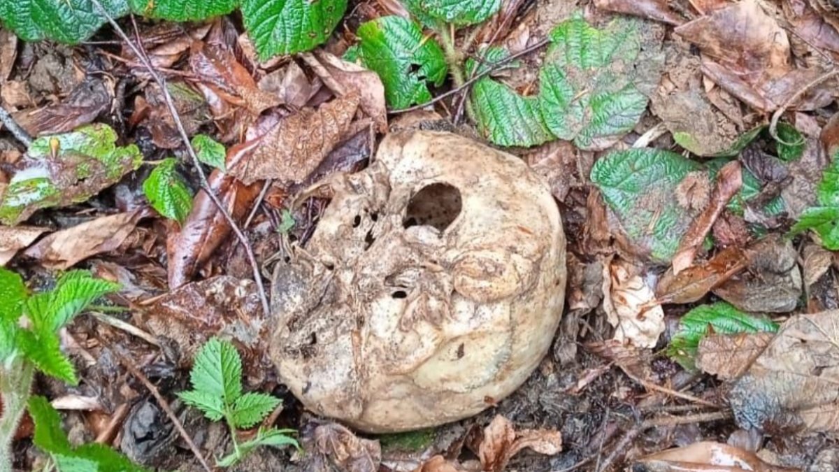 Gümüşhane'de ormanda bulunan insan kemikleri incelemeye alındı
