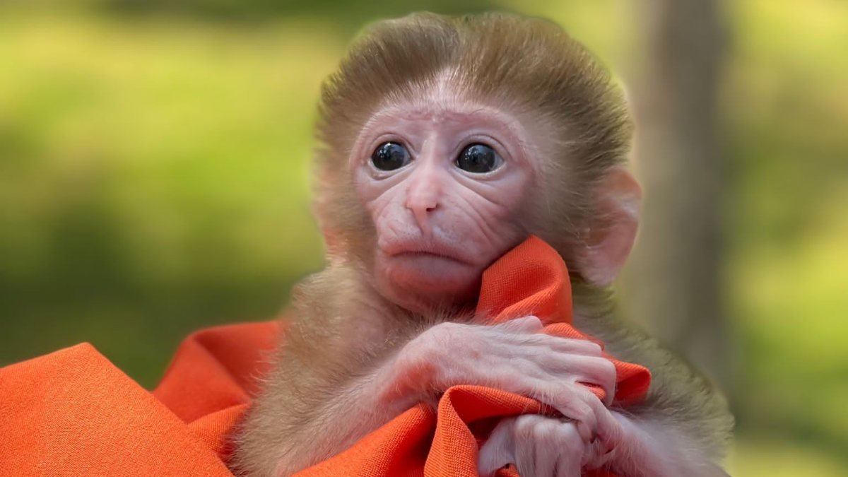 İstanbul'daki yavru maymun hayvanat bahçesinin maskotu oldu