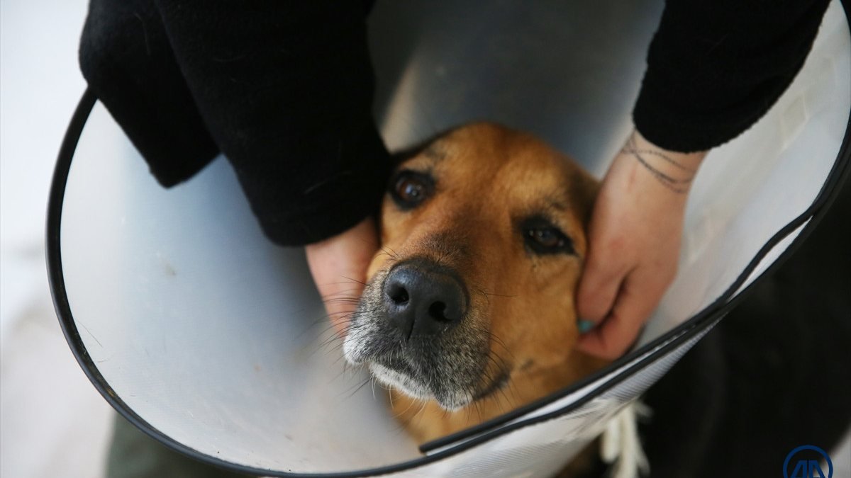 Giresun'da rahmi 23.5 kiloya ulaşan köpek ameliyat edildi