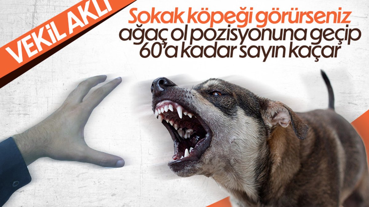 AK Partili vekilden sokak köpeği saldırısına çözüm: Ağaç ol pozisyonu