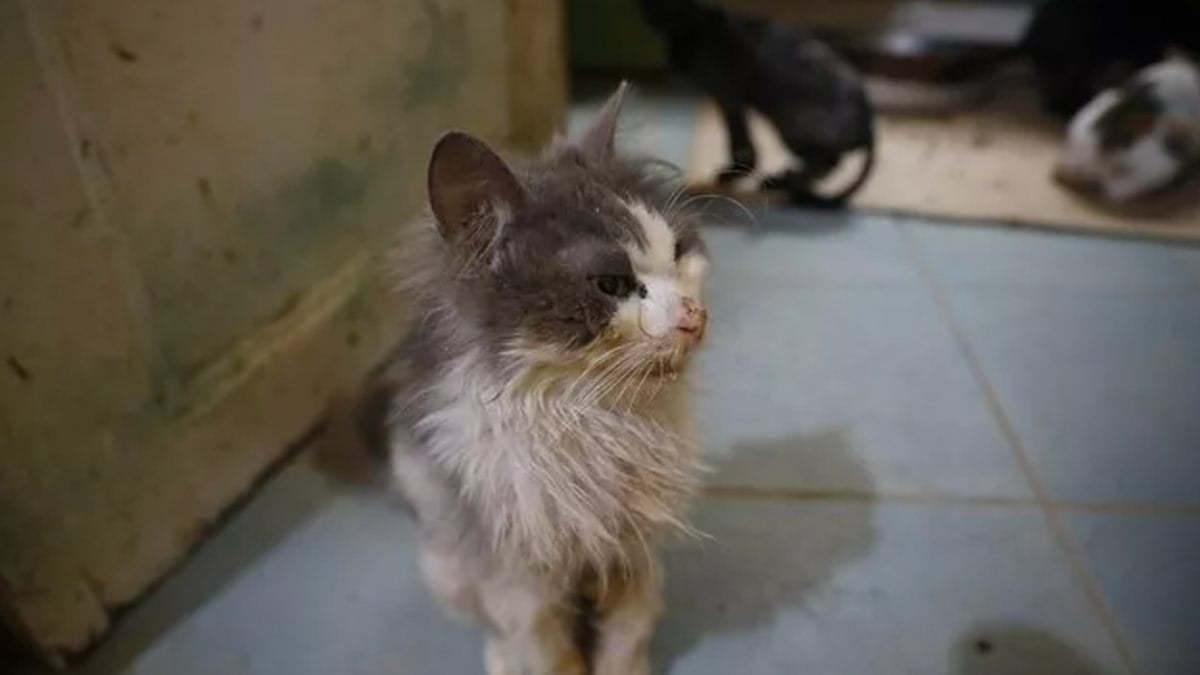 Büyükada'da kedilerde salgın iddiası: 4 ayda 700 kedi öldü