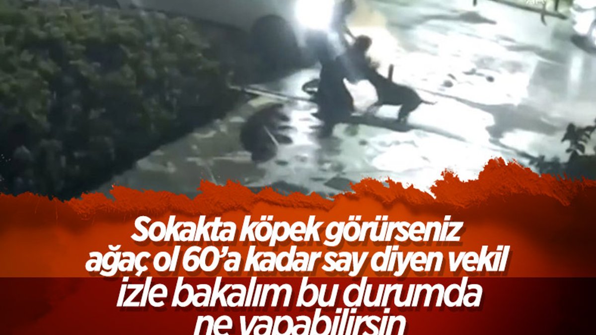Ankara'da pitbull dehşeti: Kızını korumak isteyen anne ağır yaralı