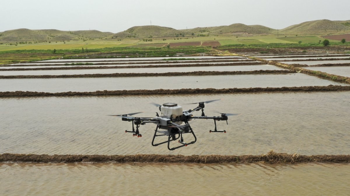 Çiftçiler çeltik tarlalarına drone'la tohum atıyor