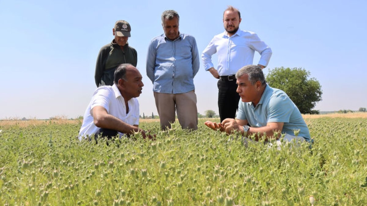 Muğla, Dalaman TİGEM'de yerli tohum buğdayın hasadı başladı