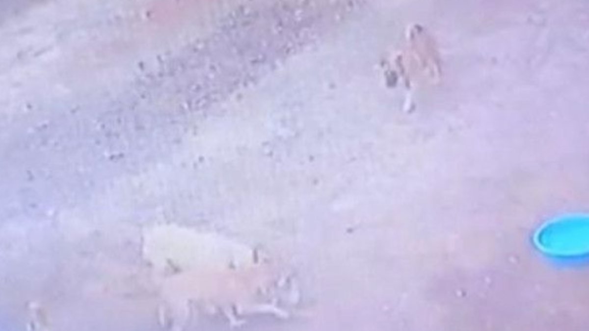 Hatay'da sokak köpekleri kümes hayvanlarına saldırdı
