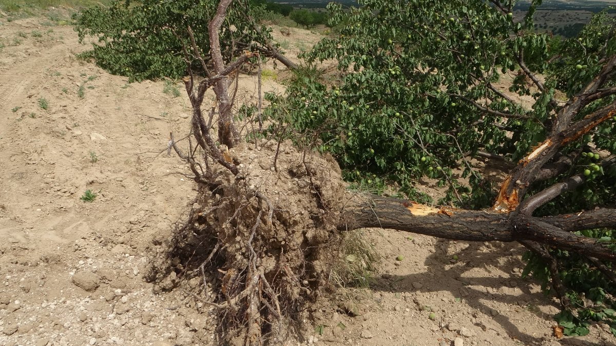Malatya'da kayısı ağaçlarını kökünden sökülmüş buldu