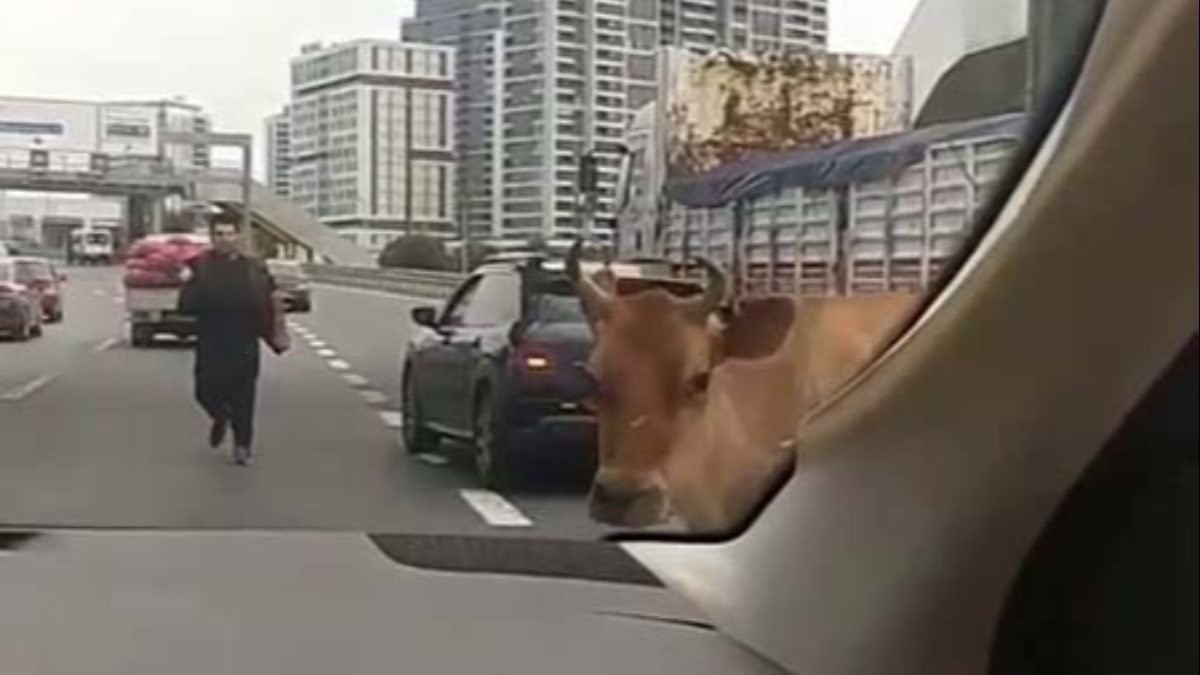 Büyükçekmece'deki E-5 yolunu inekler kilitledi