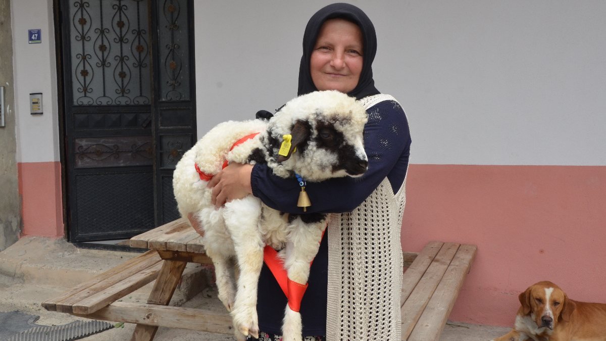 Ordu'da 'Anne' diyen kuzu ve sahibinin dostluğu