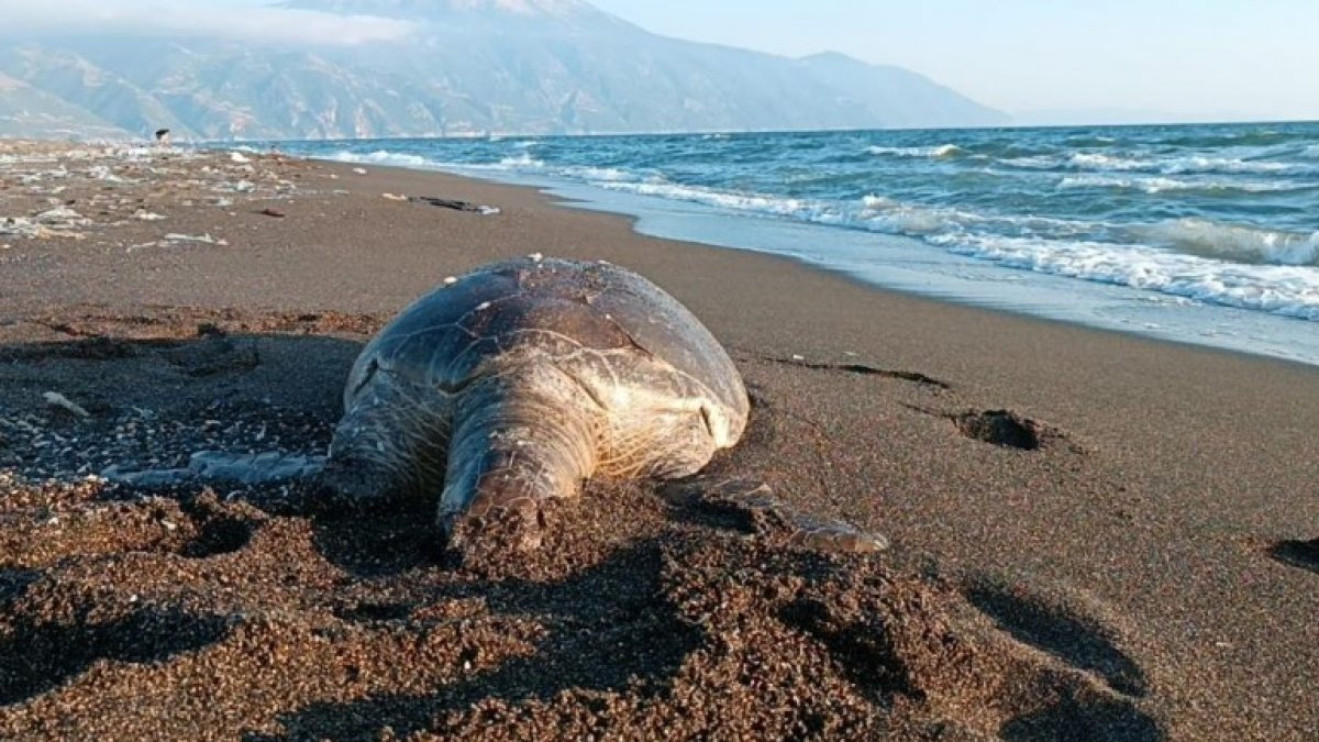 Hatay'da 2 ölü kaplumbağa sahile vurdu