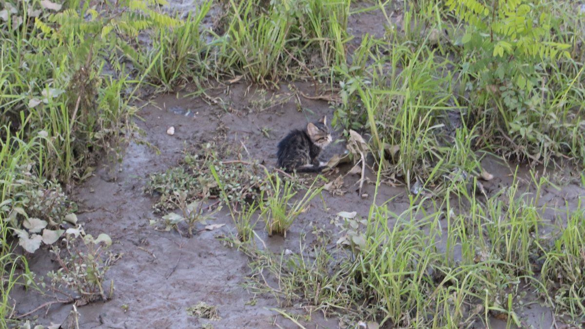 Tunca Nehri'nde mahsur kalan kediyi AFAD kurtardı