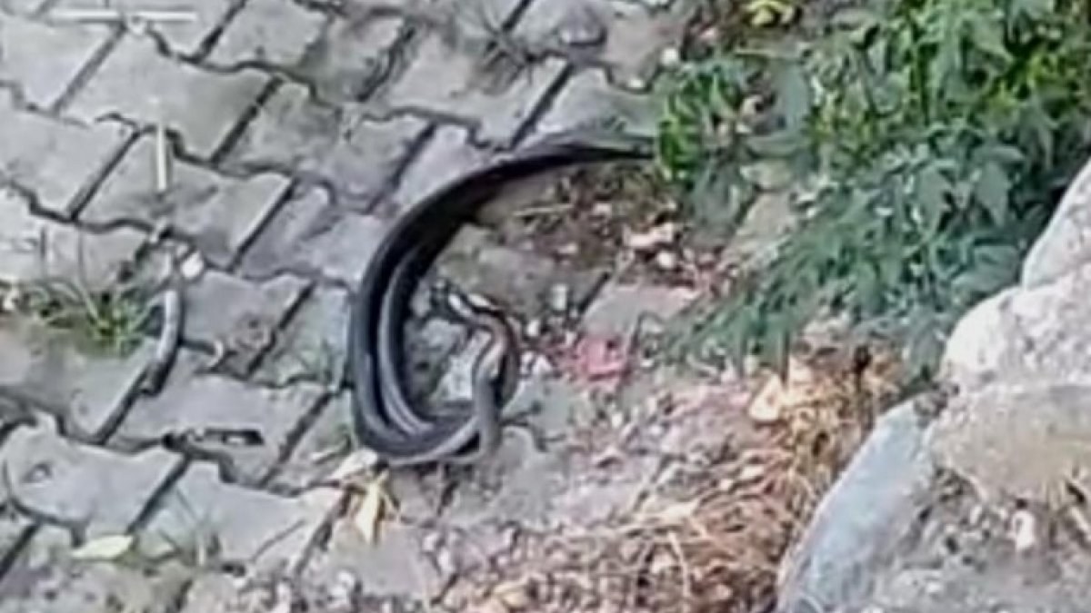 Hatay'da sokak ortasında iki yılan görüldü
