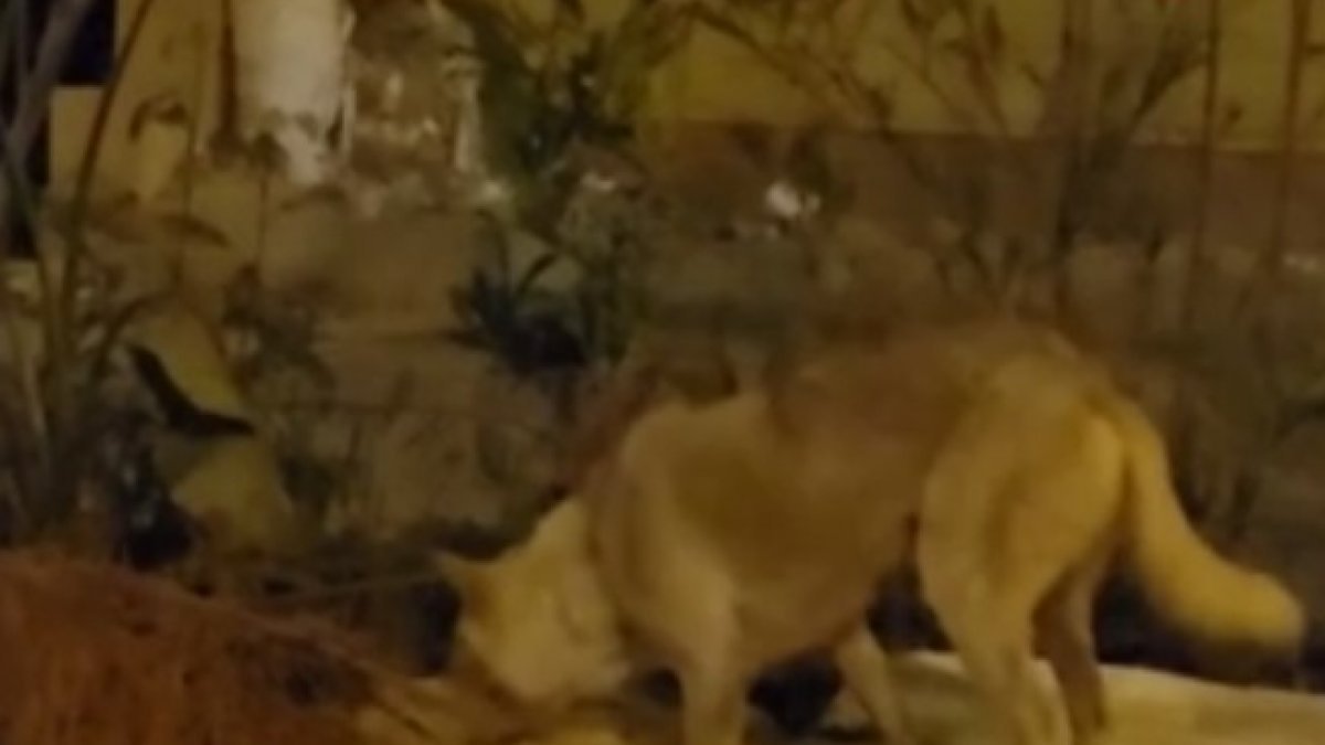Mısır'da bir köpek, yol ortasındaki ölü kediyi taşıyarak gömdü
