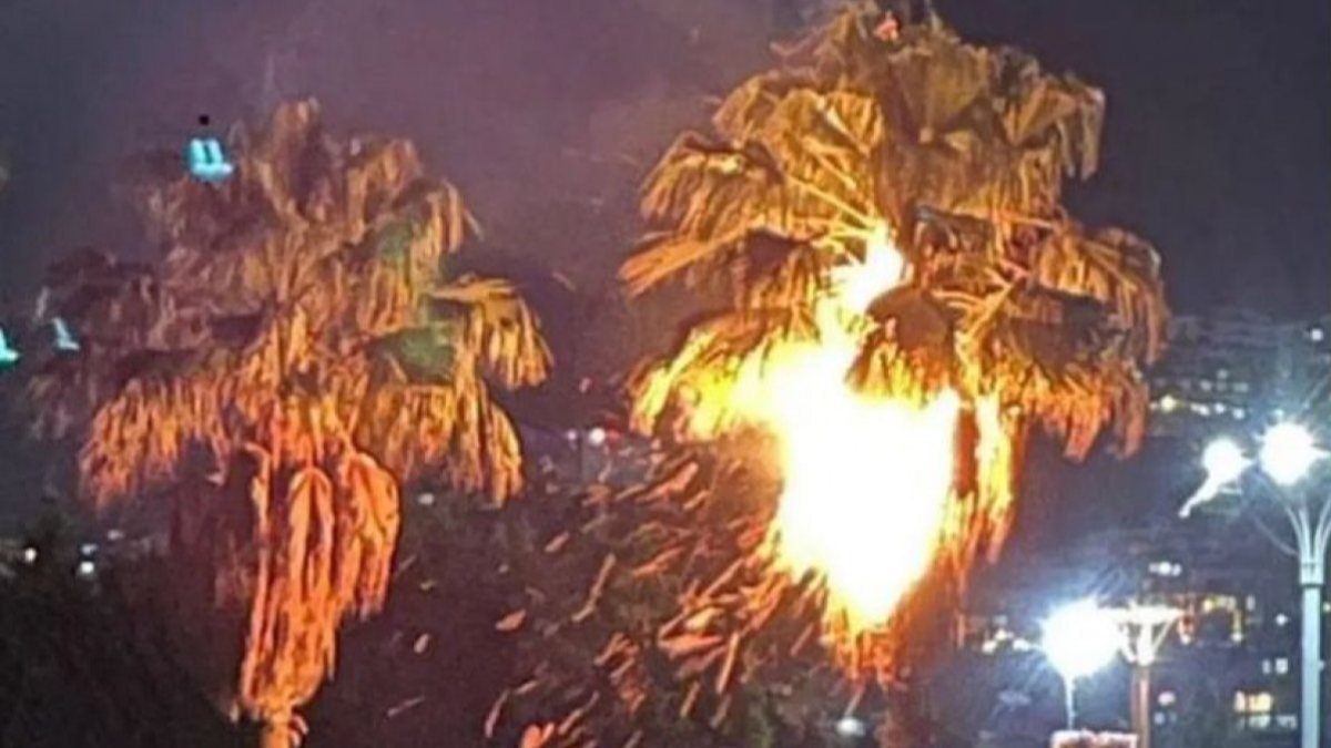 İzmit'te havalandırılan dilek feneri palmiye ağacını tutuşturdu
